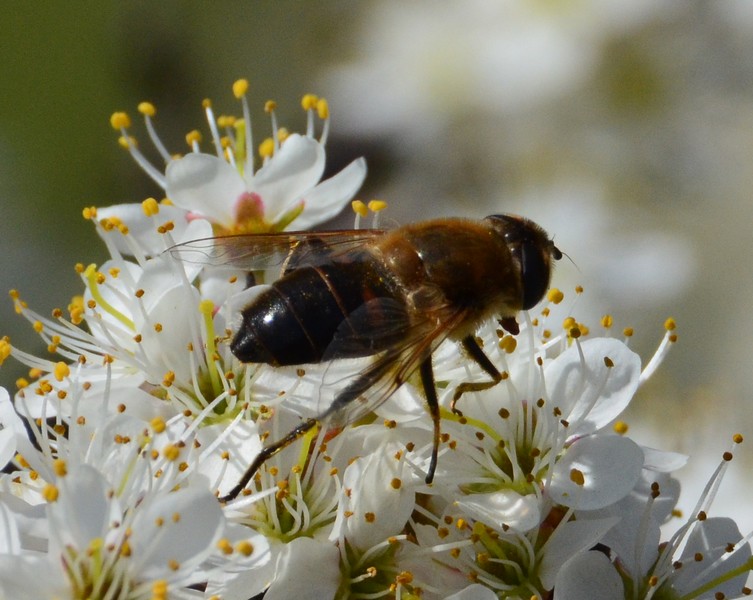 Sui fiori di prugnolo: Eristalis tenax (Syrphidae)